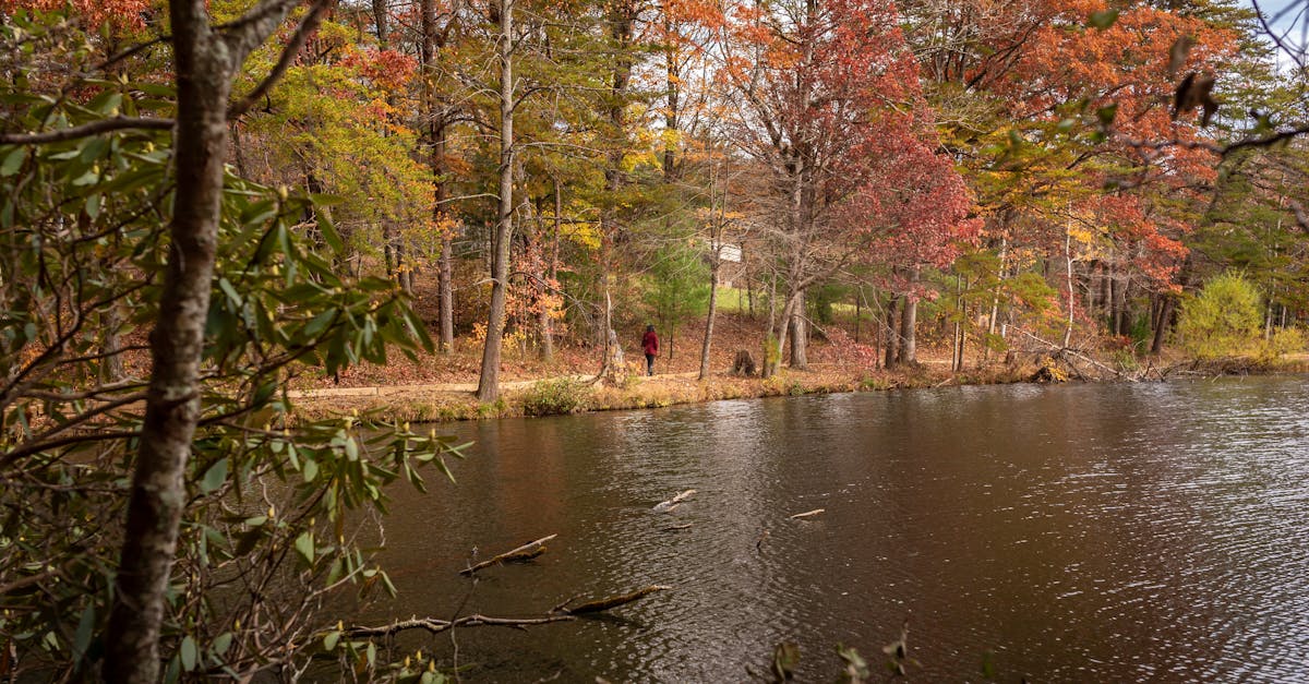 découvrez notre sélection de plantes d'automne pour embellir votre jardin et votre intérieur. apprenez à choisir et entretenir ces espèces colorées et résistantes qui apportent chaleur et charme à cette saison.