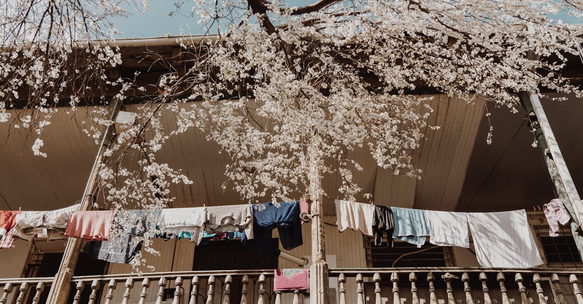 découvrez l'art du jardinage sur balcon ! apprenez à cultiver vos propres plantes, fleurs et légumes dans un espace réduit tout en maximisant le plaisir et l'esthétique de votre environnement. idées, conseils et astuces pour un balcon verdoyant et florissant.