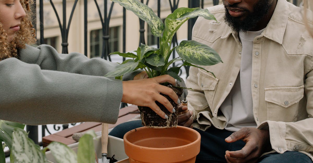 découvrez l'art du jardinage en balcon avec des conseils pratiques et des astuces pour cultiver vos plantes dans un espace réduit. transformez votre balcon en un havre de verdure et profitez des bienfaits du jardinage même en milieu urbain.