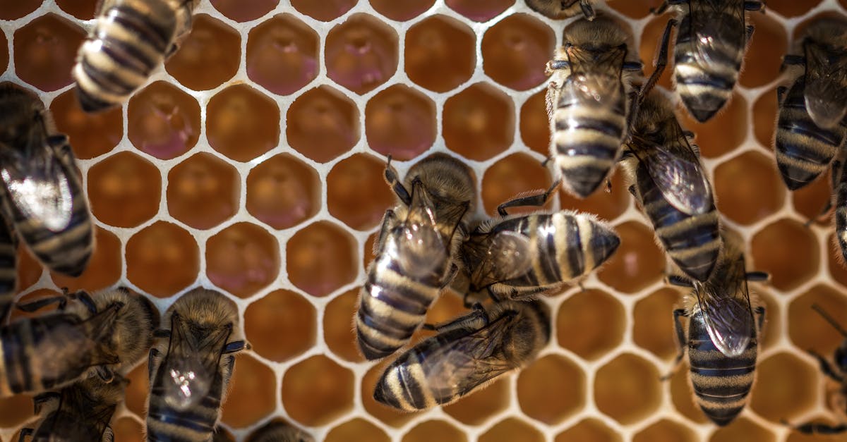 découvrez l'univers fascinant des abeilles : leur rôle crucial dans la pollinisation, les différentes espèces, et l'importance de leur protection pour l'écosystème et l'agriculture.