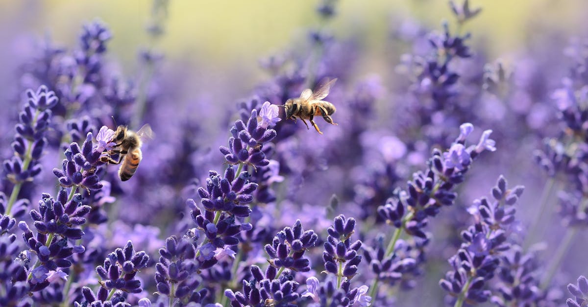 découvrez l'univers fascinant des abeilles, ces pollinisateurs essentiels à notre écosystème. apprenez leur rôle crucial dans la nature, leur mode de vie, ainsi que des conseils pour les protéger et favoriser leur bien-être.