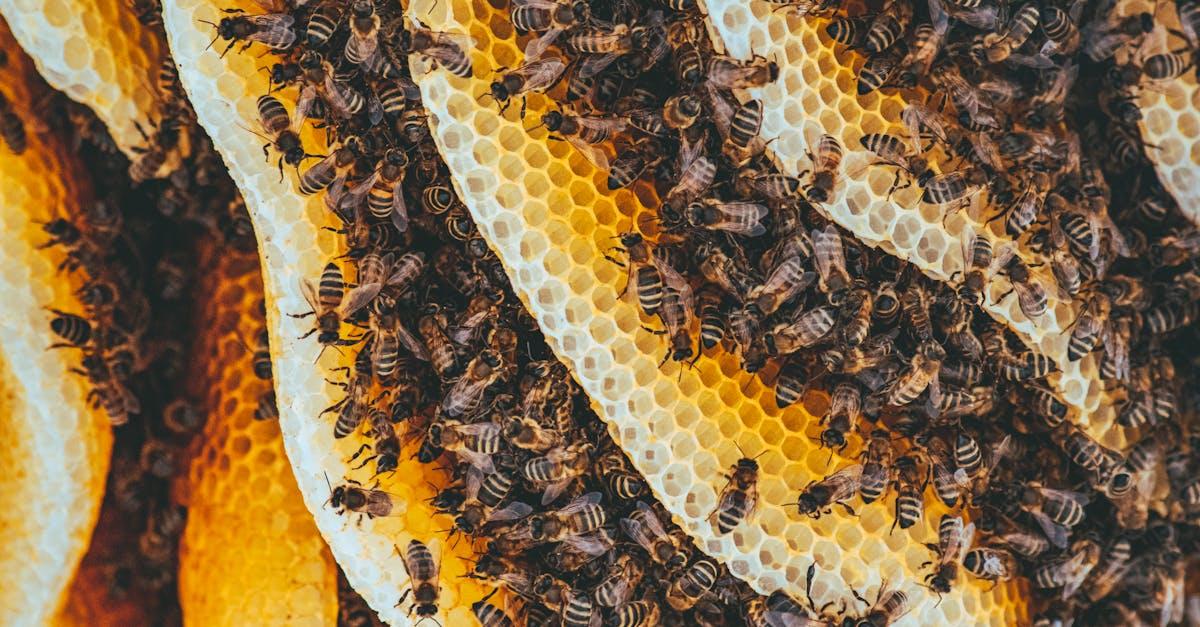 découvrez l'univers fascinant des abeilles : leur rôle essentiel dans l'écosystème, les différentes espèces, et les bienfaits du miel pour la santé. plongez dans le monde des pollinisateurs et apprenez comment protéger ces insectes indispensables.
