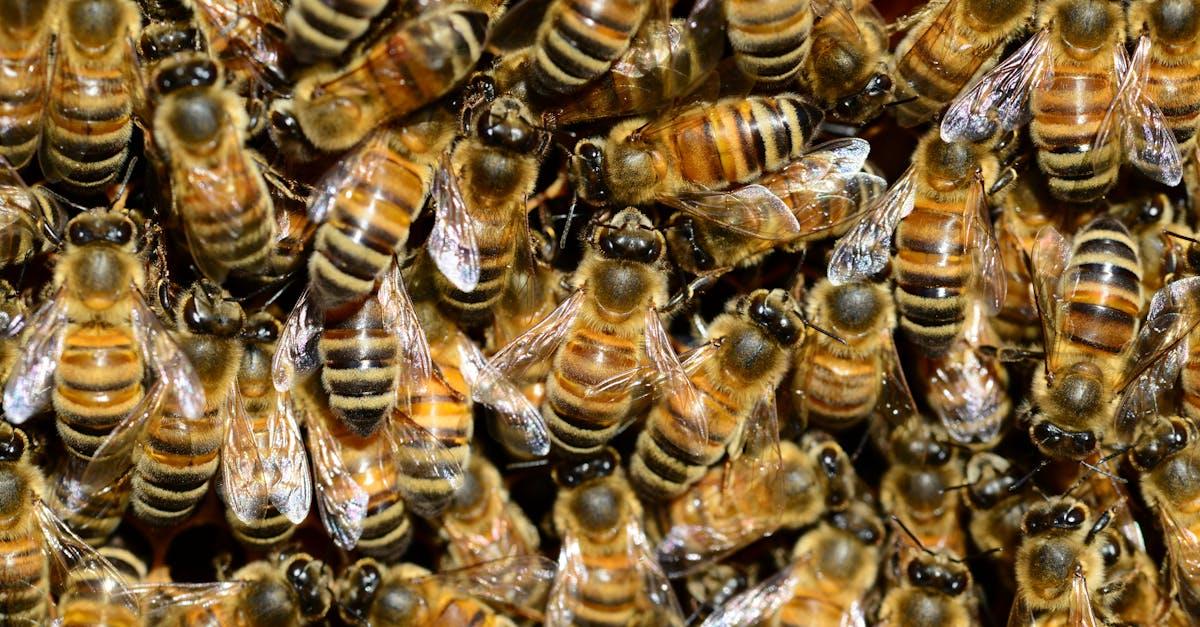 découvrez l'univers fascinant des abeilles : leur rôle essentiel dans l'écosystème, les différentes espèces et leur impact sur la biodiversité. plongez dans le monde des pollinisateurs et apprenez comment protéger ces créatures indispensables.