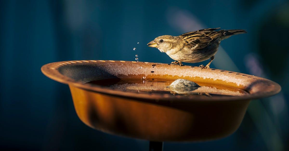 découvrez notre sélection de bains d'oiseaux, parfaits pour attirer la faune aviaire dans votre jardin. offrez un espace de détente aux oiseaux tout en embellissant votre espace extérieur avec des designs élégants et fonctionnels.