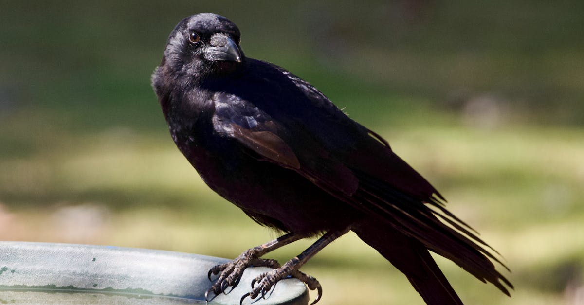 découvrez notre collection de fontaines à oiseaux, parfaites pour embellir votre jardin tout en attirant la faune. offrez à vos amis à plumes un endroit idéal pour se désaltérer et se baigner. profitez de notre sélection de modèles esthétiques et fonctionnels !