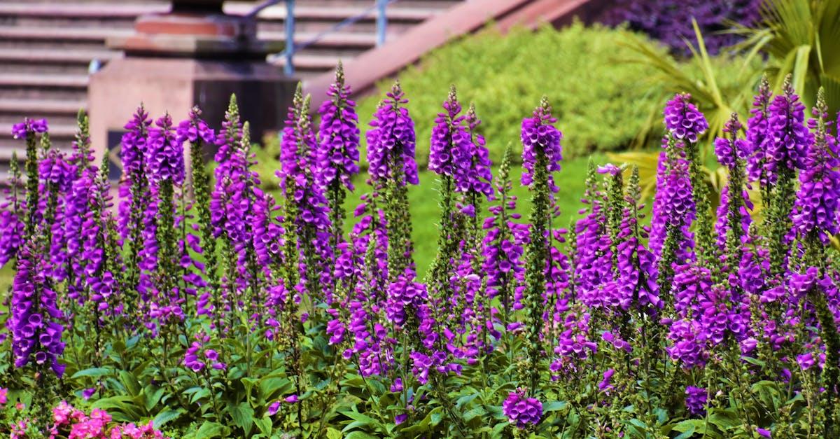 découvrez california garden, votre oasis de beauté et de sérénité, où la nature s'épanouit au milieu d'un paysage enchanteur. explorez nos jardins luxuriants, des plantes exotiques aux espaces de détente, pour une expérience inoubliable au cœur de la californie.