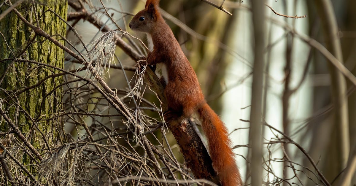 découvrez les avantages de la protection en cèdre pour vos projets d'aménagement extérieur. durable et esthétique, le cèdre offre une résistance naturelle aux intempéries et aux insectes. protégez vos structures tout en ajoutant une touche d'élégance grâce à des solutions de préservation adaptées.