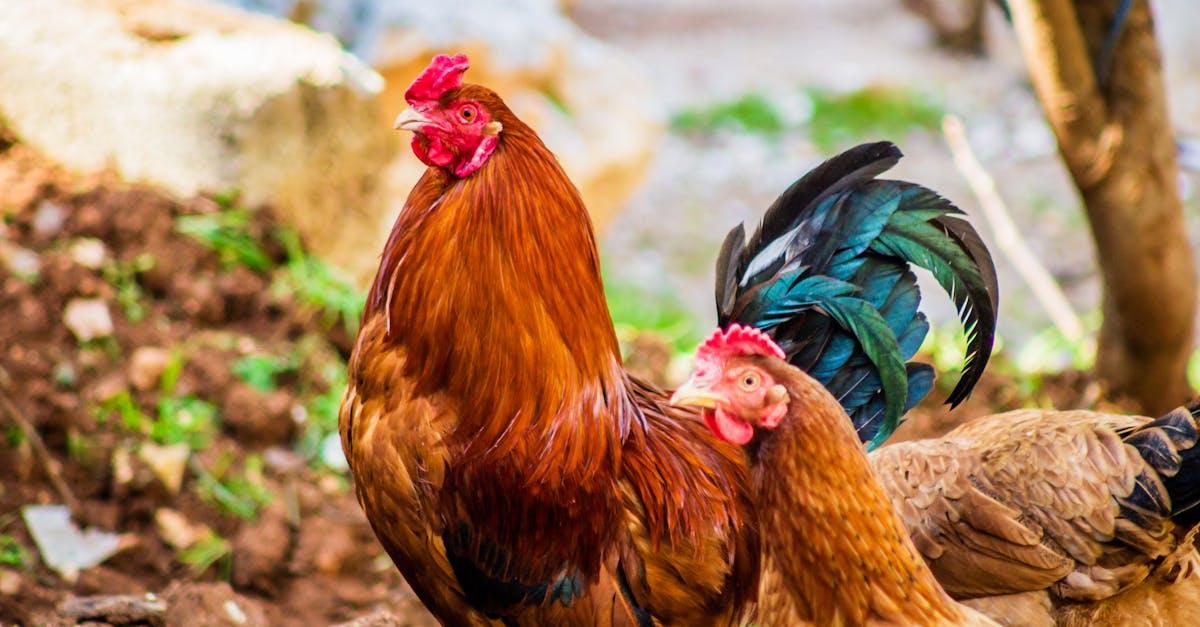 découvrez l'univers fascinant des poules : leurs différentes races, leurs comportements, des conseils pour les élever et les avantages d'avoir des poules dans votre jardin. apprenez tout sur ces oiseaux fascinants et comment ils peuvent enrichir votre quotidien.