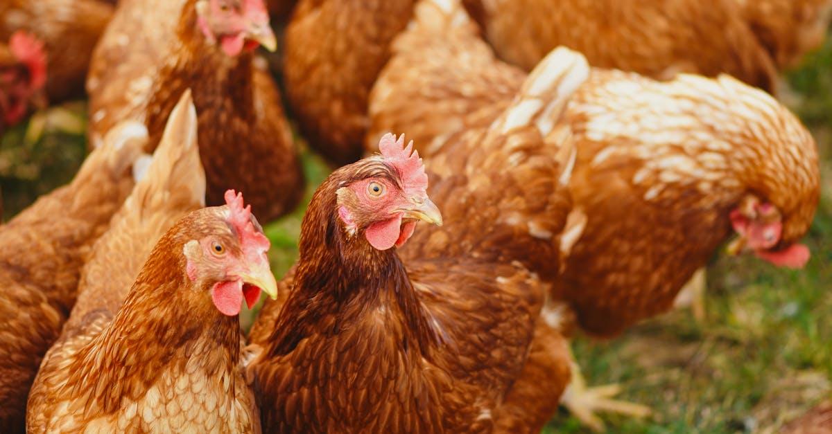 découvrez l'univers fascinant des poules : leurs différentes races, leurs comportements, et comment les élever chez vous. apprenez tout sur l'alimentation, le bien-être et les bienfaits des poules dans votre jardin.