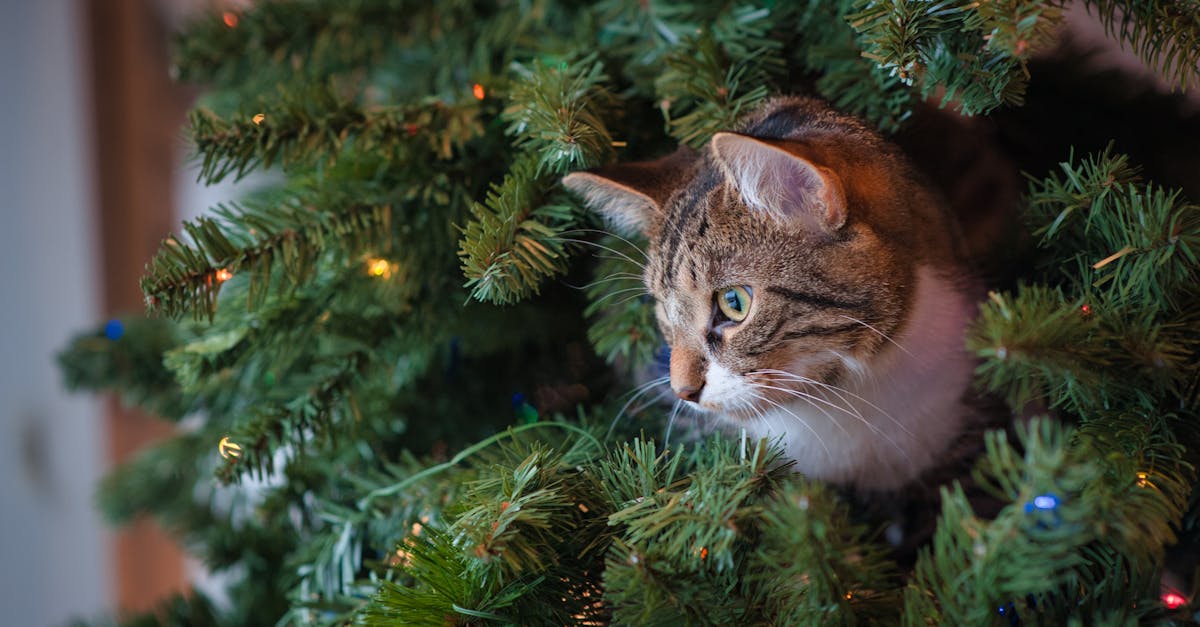 découvrez nos conseils essentiels pour prendre soin de votre sapin de noël. apprenez à l'arroser, à l'entretenir et à prolonger sa beauté tout au long des fêtes. faites de votre noël un moment magique avec un sapin éclatant de santé !