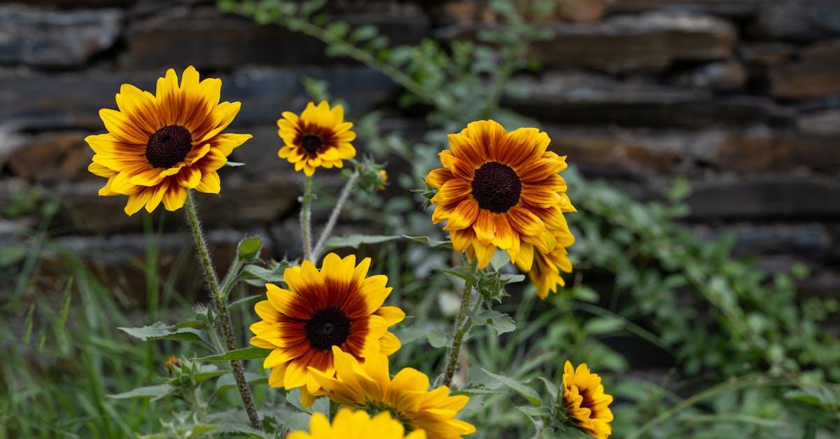 découvrez les bienfaits du compagnonnage des plantations : apprenez comment associer différentes plantes pour favoriser leur croissance, repousser les insectes nuisibles et améliorer la santé de votre jardin. offrez à vos cultures un environnement harmonieux et productif grâce à des méthodes naturelles.