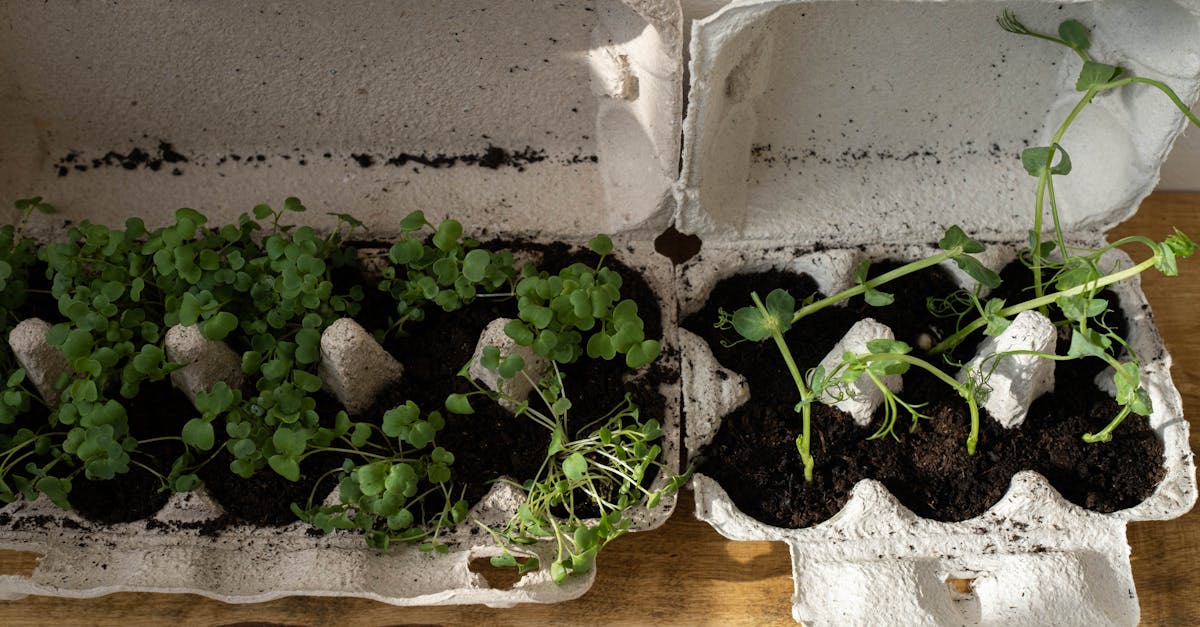 découvrez les joies du jardinage en conteneurs, une méthode pratique et esthétique pour cultiver vos plantes en milieu urbain. apprenez à choisir les bons contenants, les plantes adaptées et les astuces pour un jardinage réussi, même avec un espace limité.