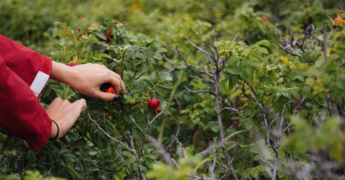 découvrez comment cultiver facilement des arbustes fruitiers dans votre jardin. apprenez les meilleures variétés à choisir, les techniques de plantation et d'entretien pour récolter des fruits savoureux tout au long de l'année.