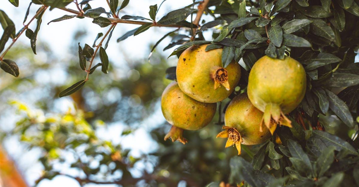 découvrez des plantes grimpantes comestibles qui embelliront votre jardin tout en offrant des récoltes délicieuses. idéales pour les espaces réduits, ces plantes vivaces offrent une solution esthétique et gourmande pour tous les jardiniers.
