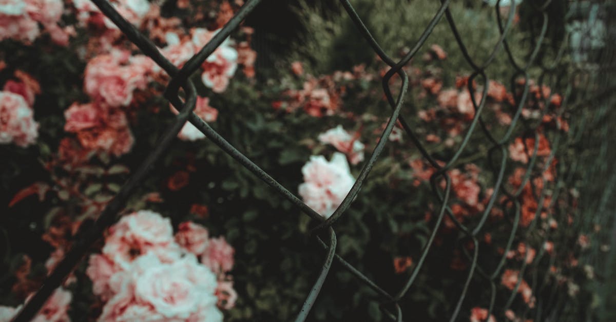 découvrez les variétés d'arbres grimpants comestibles qui enrichiront votre jardin. apprenez à cultiver des plantes vivaces savoureuses et durables, offrant à la fois nutrition et beauté. parfait pour les petits espaces et les jardins urbains.