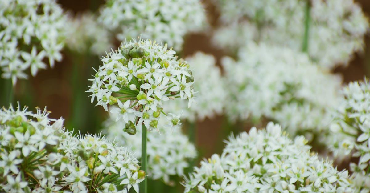 découvrez l'art du paysagisme comestible, une approche innovante qui allie esthétique et durabilité en cultivant des plantes comestibles dans votre jardin. apprenez à créer des espaces extérieurs à la fois beaux et gourmands, où fleurs, fruits et légumes s'épanouissent harmonieusement.