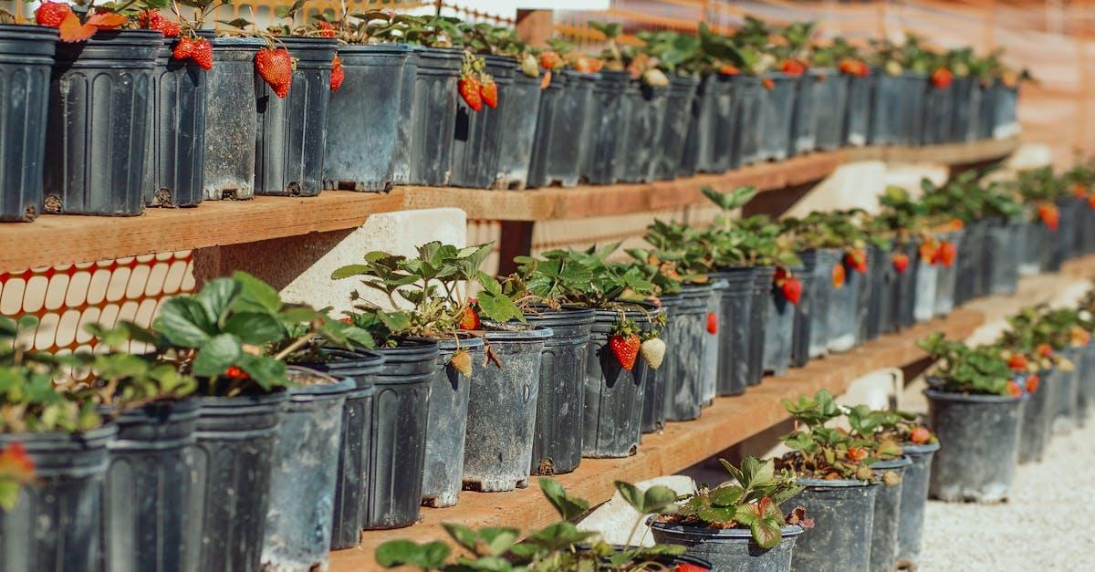 découvrez les plantes comestibles qui enrichissent votre alimentation et favorisent une cuisine saine. apprenez à identifier, cultiver et cuisiner avec ces trésors de la nature pour une expérience culinaire originale et nutritive.