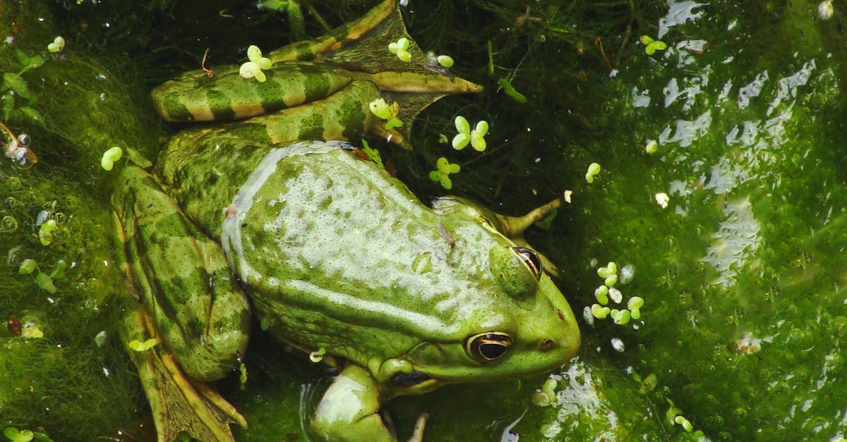 découvrez l'univers apaisant d'une mare aux grenouilles, où la nature s'épanouit et où chaque croassement raconte une histoire. un lieu magique pour les amoureux de la biodiversité.