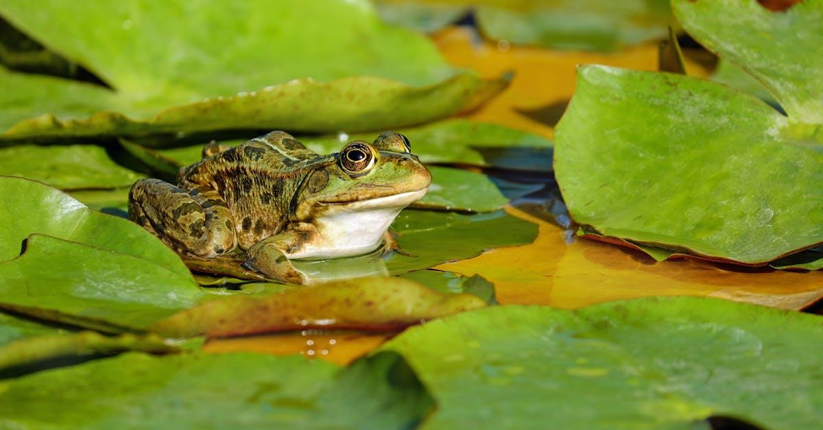 découvrez l'univers enchanteur du 'frog pond', un écosystème vibrant peuplé de grenouilles, de plantes aquatiques et d'une biodiversité fascinante. plongez dans la sérénité de ce lieu magique, où la nature s'épanouit au rythme des chants des amphibiens.