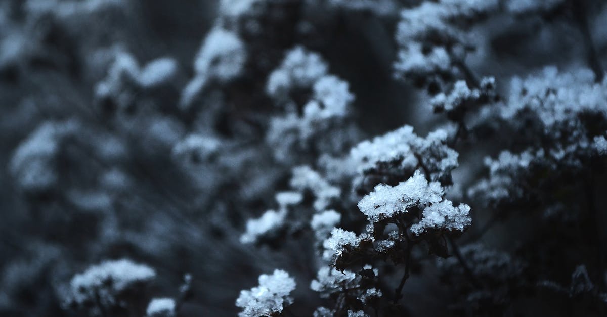 découvrez l'univers enchanteur des fleurs gelées, où la beauté éphémère de la nature se fige dans le temps. explorez notre collection unique de créations florales, parfaites pour apporter une touche de magie à votre décoration.