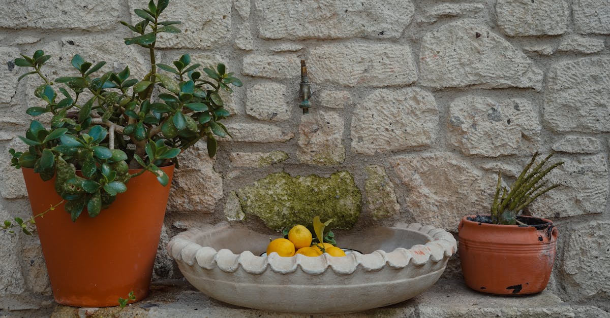 découvrez notre jardin de fruits, un espace idyllique dédié à la culture de variétés exquises de fruits. apprenez à cultiver vos propres récoltes délicieuses et saines, tout en profitant de la beauté et des bienfaits de la nature.
