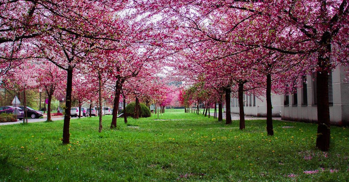découvrez un jardin éblouissant où la nature s'épanouit. plantes luxuriantes, fleurs colorées et conseils d'aménagement pour transformer votre espace extérieur en un véritable havre de paix.