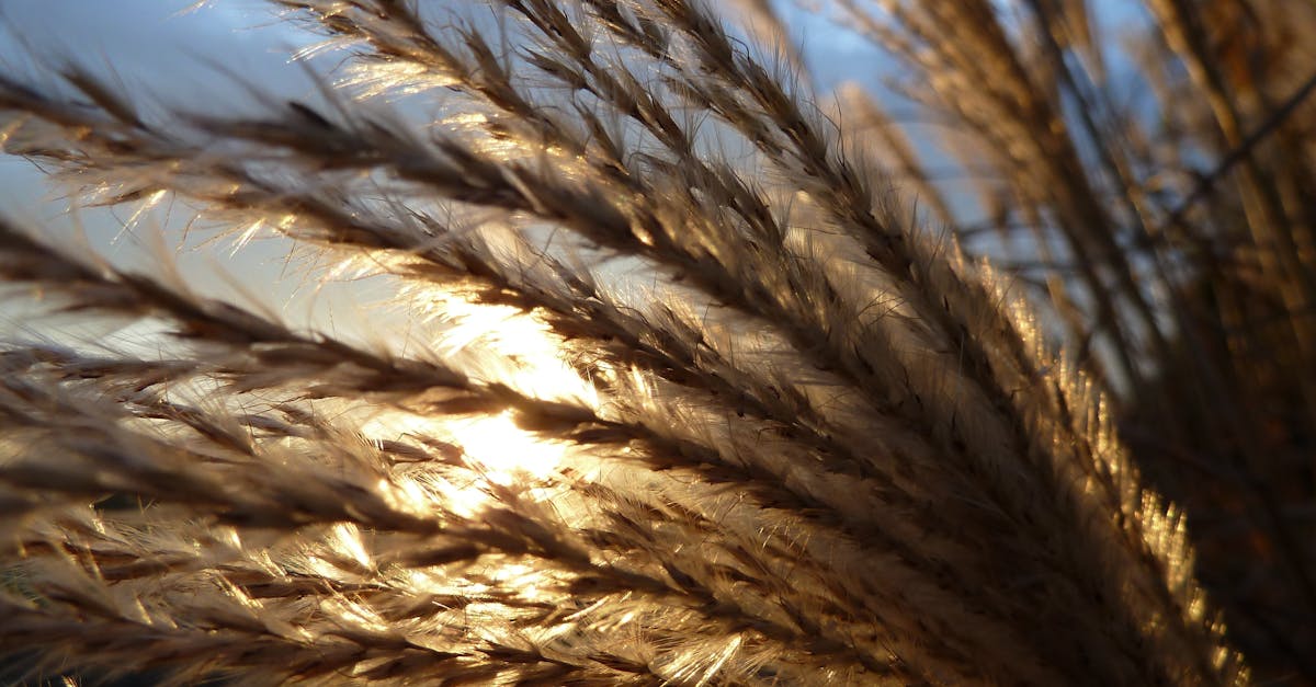 découvrez l'univers des graminées, plantes essentielles pour vos jardins et espaces verts. apprenez à les cultiver, à les entretenir et à choisir les variétés qui embelliront vos espaces extérieurs tout en favorisant la biodiversité.