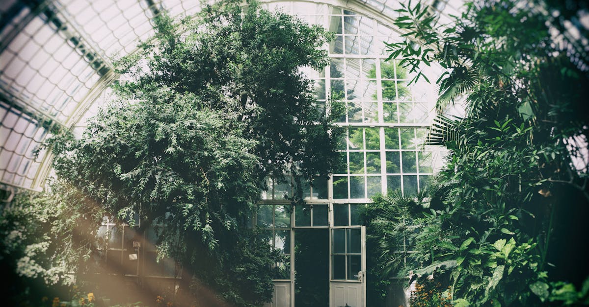 découvrez notre guide complet sur les serres : types, avantages, conseils d'entretien et astuces pour optimiser votre jardin. plantez vos idées avec succès !