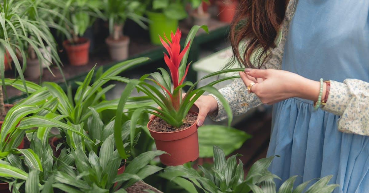 découvrez l'art de l'horticulture, une passion qui combine science et créativité. apprenez à cultiver des plantes, à concevoir des jardins florissants et à maîtriser les techniques de soin pour embellir votre espace de vie. que vous soyez novice ou expert, explorez nos conseils et astuces pour réussir vos projets horticoles.