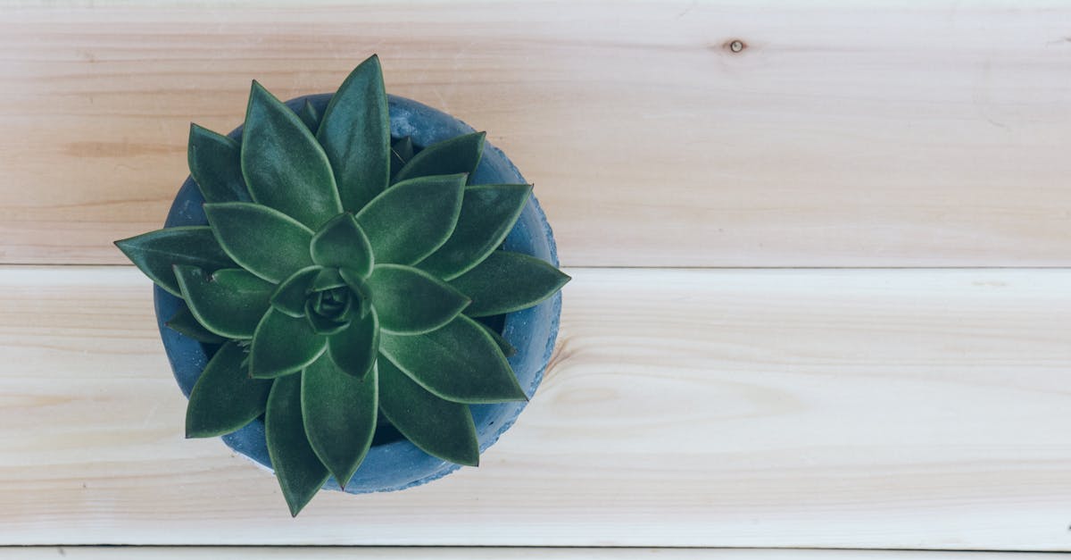 découvrez notre sélection de plantes d'intérieur qui apportent une touche de verdure à votre espace de vie. apprenez comment choisir, entretenir et profiter des bienfaits des plantes d'intérieur pour améliorer votre environnement.