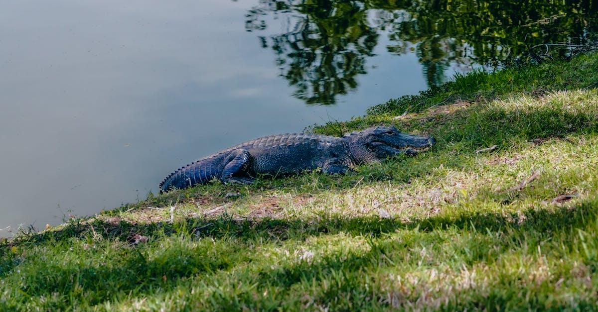 découvrez l'aération de pelouse, une technique essentielle pour améliorer la santé de votre gazon. apprenez comment cette pratique favorise la circulation de l'air, l'absorption des nutriments et l'élimination des déchets, pour une pelouse verdoyante et résistante tout au long de l'année.