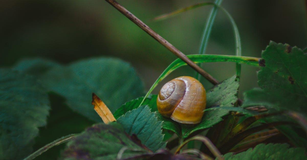 découvrez nos solutions efficaces de lutte contre les nuisibles du gazon. protégez votre pelouse des insectes et maladies pour un jardin sain et verdoyant. profitez de conseils d'experts et de produits adaptés à vos besoins.