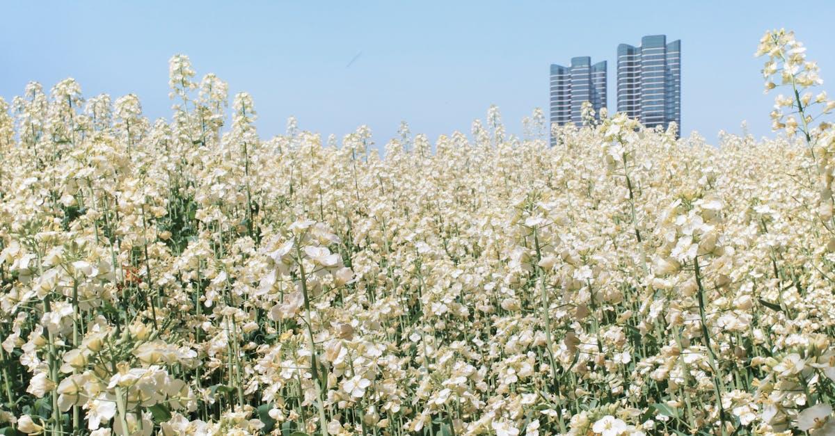 découvrez notre sélection de plantes à entretien minimal, idéales pour les jardiniers occupés ou ceux qui souhaitent embellir leur espace sans trop d'efforts. facilitez votre quotidien avec des variétés robustes et esthétiques, parfaites pour tous les environnements.