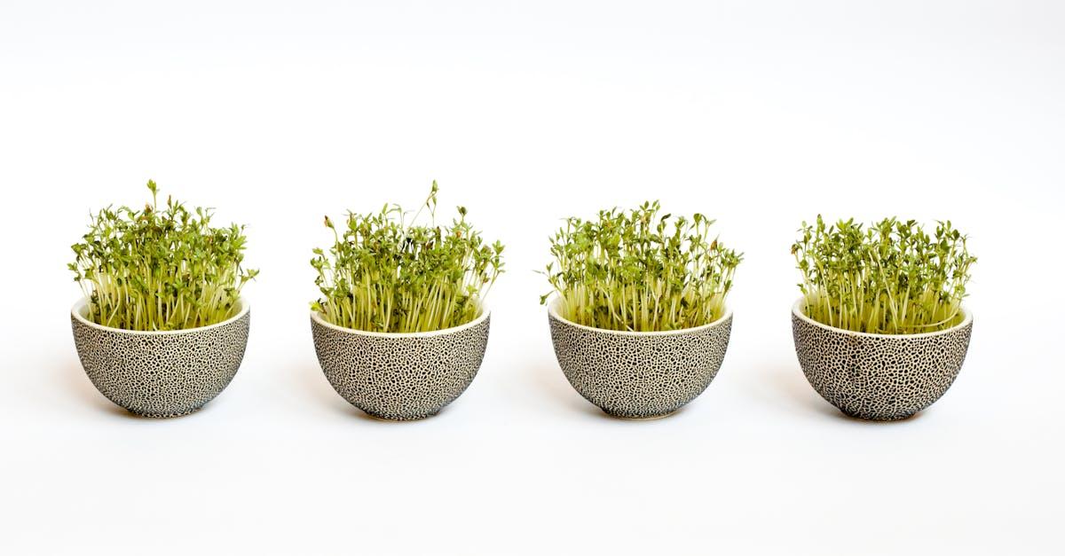 découvrez l'univers des microgreens, ces petites plantes nutritives qui apportent une explosion de saveurs et de bienfaits dans votre assiette. apprenez à les cultiver facilement chez vous et à les intégrer dans vos recettes pour une alimentation saine et savoureuse.