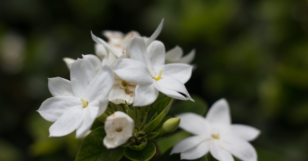 découvrez comment l'aménagement paysager multifonctionnel transforme vos espaces extérieurs en alliant esthétique, utilité et durabilité. explorez des solutions innovantes qui répondent à vos besoins tout en respectant l'environnement.