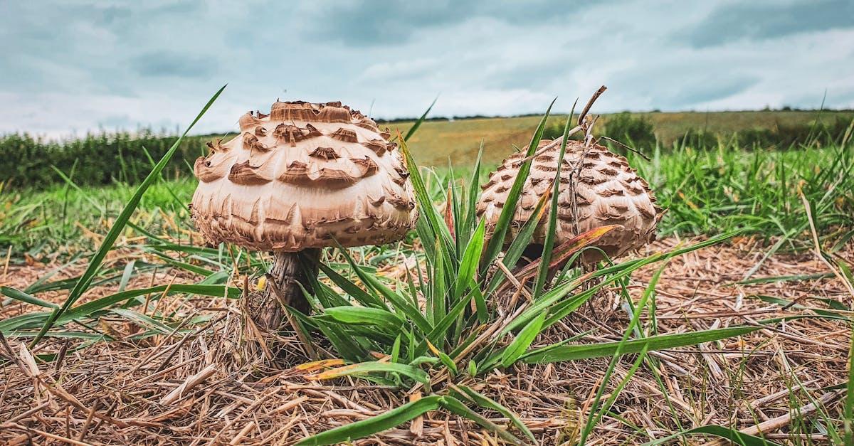 découvrez notre kit de culture de champignons, idéal pour les débutants et les passionnés. cultivez des champignons frais et savoureux chez vous avec des instructions simples et des matériaux de qualité. transformez votre cuisine avec des récoltes maison délicieuses et saines !