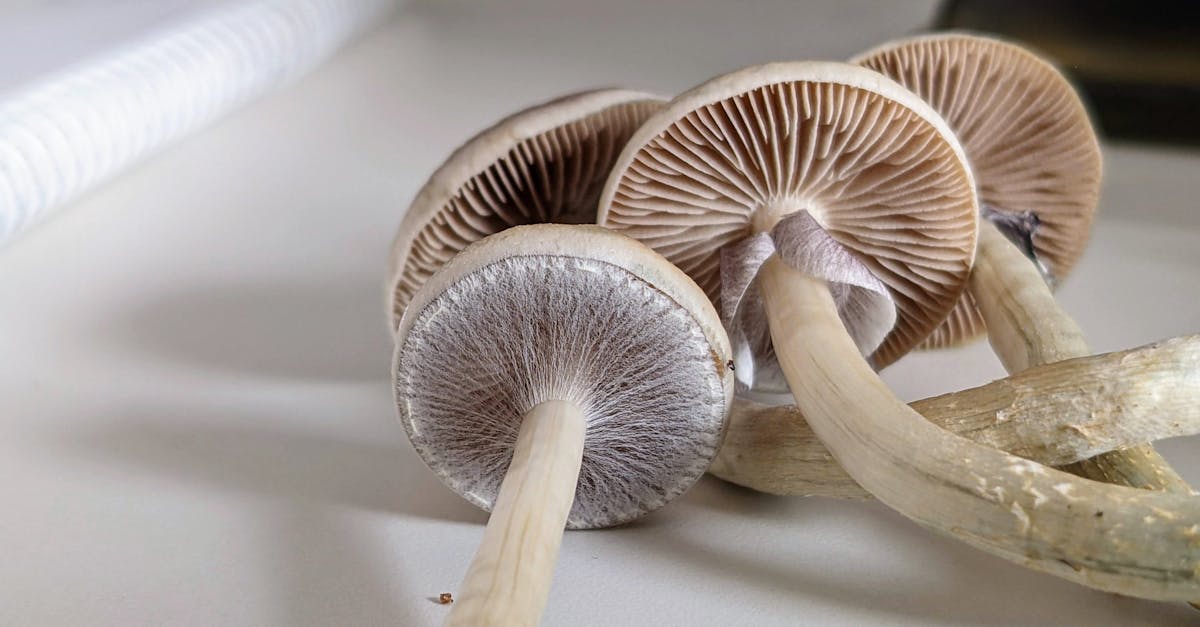 découvrez notre kit de culture de champignons, facile à utiliser et complet pour vous initier à l'agriculture maison. cultivez vos propres champignons frais en quelques étapes simples et savourez des plats délicieux avec des ingrédients maison.