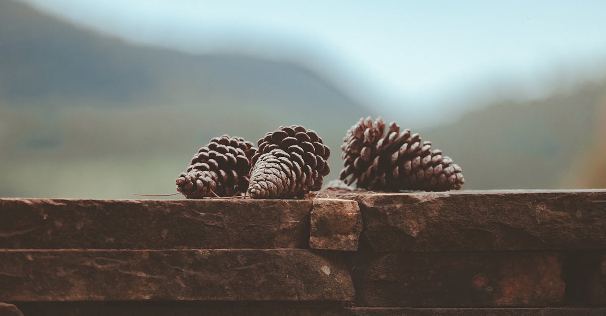 découvrez l'ambiance extérieure parfaite pour vos moments de détente. créez un espace chaleureux et accueillant dans votre jardin ou sur votre terrasse grâce à des idées inspirantes et des conseils pratiques. profitez du plein air tout en ajoutant une touche de style à votre environnement.