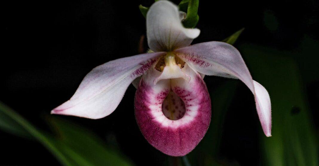 Tout Savoir Sur Les Orchidées Rares : 7 Variétés Fascinantes - Jardin-bio
