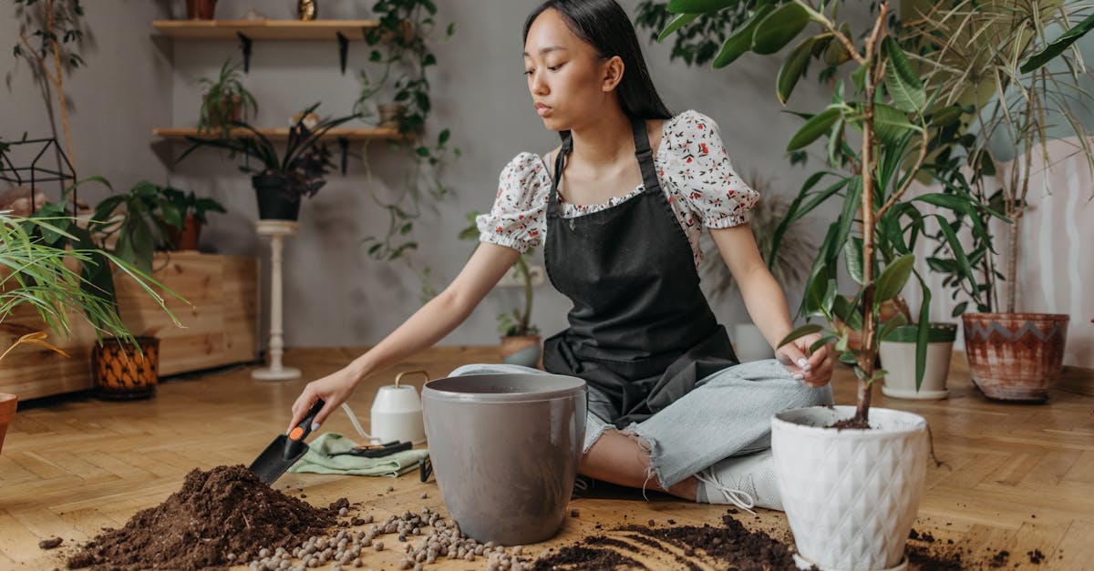 découvrez comment effectuer un rempotage efficace pour vos plantes d'intérieur. apprenez les étapes essentielles pour favoriser leur croissance et assurer leur santé grâce à nos conseils pratiques et astuces d'experts.