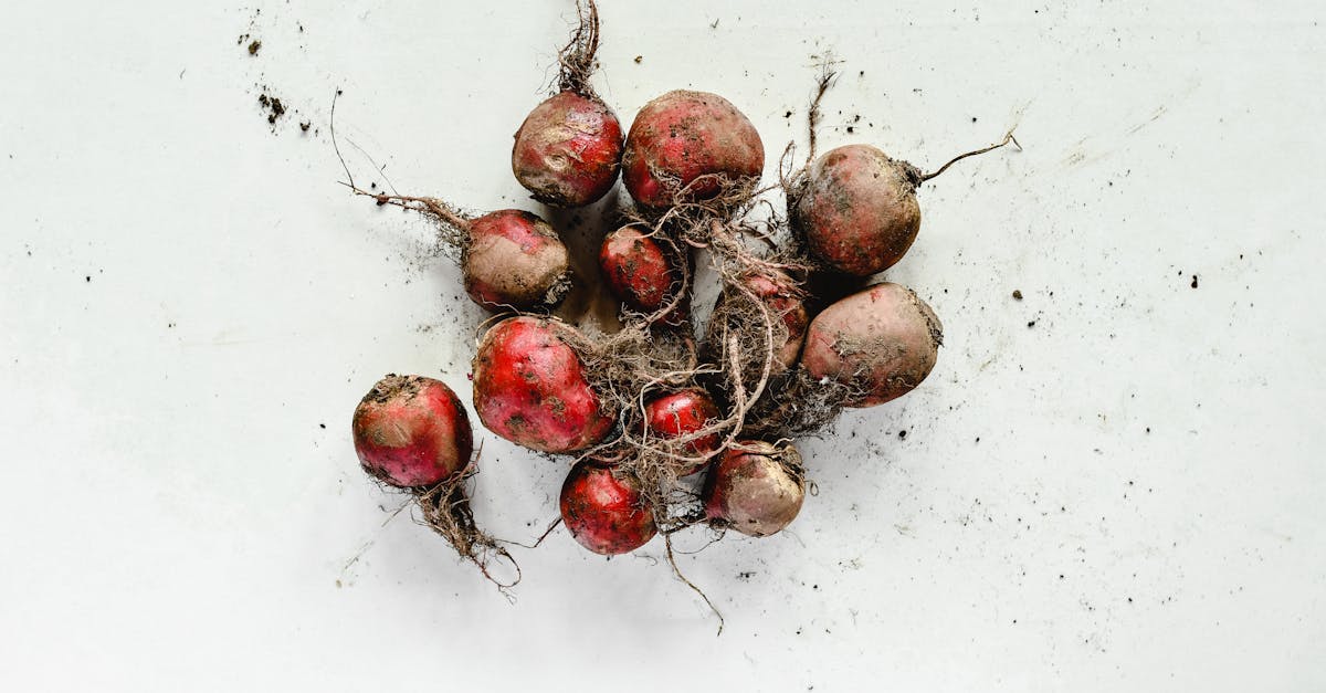 découvrez les bienfaits des légumes-racines, riches en saveurs et en nutriments. apprenez à les cuisiner et à les intégrer dans vos recettes pour une alimentation saine et délicieuse.