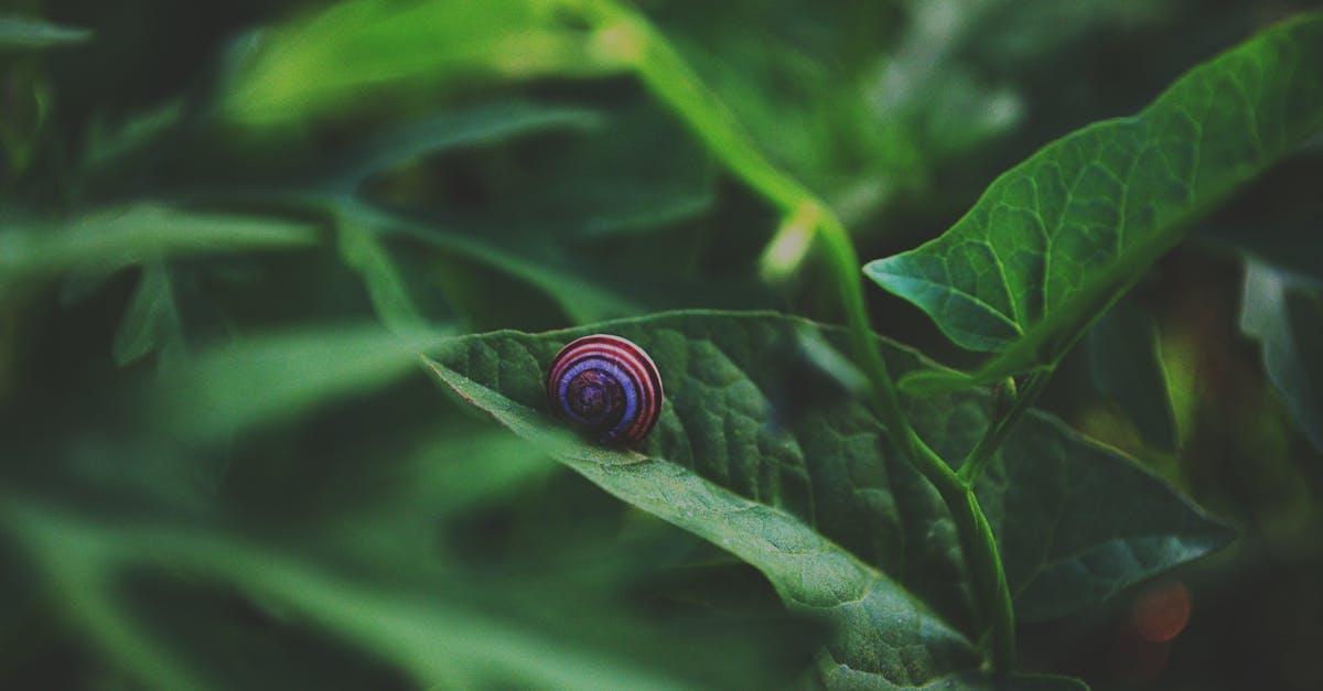 découvrez l'art du slow gardening, une approche paisible et durable du jardinage. apprenez à cultiver votre jardin à un rythme tranquille, en harmonie avec la nature, tout en favorisant la biodiversité et le bien-être.