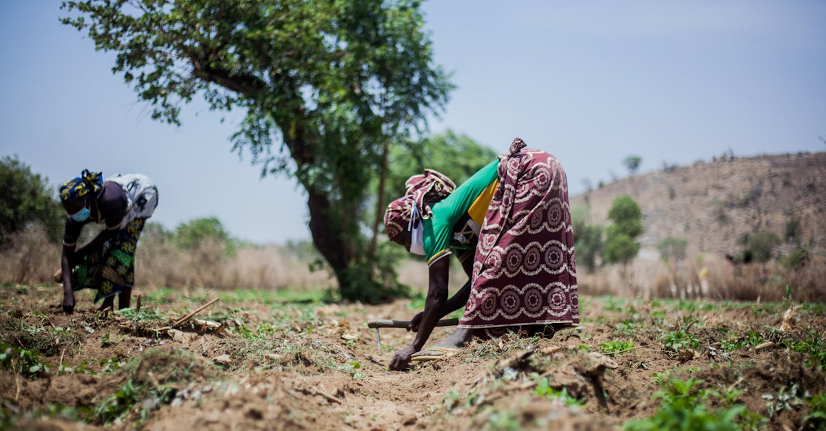 découvrez l'importance de l'analyse des sols pour optimiser vos cultures. grâce à des méthodes précises, améliorez la fertilité de votre terre et garantissez des rendements agricoles durables.