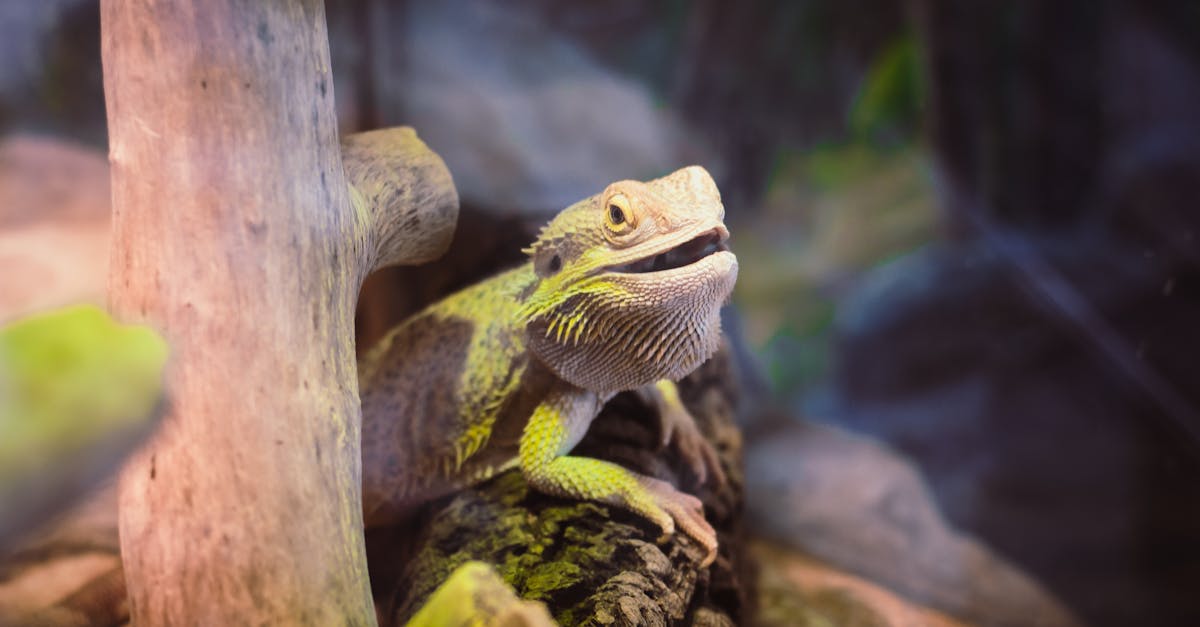 découvrez l'univers fascinant des terrariums : ces jardins miniature sous verre qui apportent une touche de nature à votre intérieur. apprenez à créer et entretenir votre propre terrarium, que ce soit avec des plantes grasses, des fougères, ou d'autres espèces. offrez à votre espace de vie un décor original et apaisant grâce à ces écosystèmes autonomes.