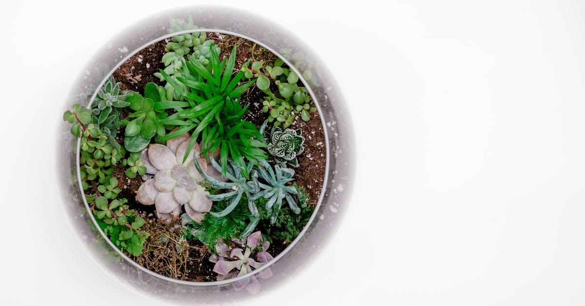 découvrez l'univers fascinant des terrariums, ces mini-écosystèmes capturés dans du verre. apprenez à créer, entretenir et personnaliser votre terrarium pour apporter une touche de nature à votre intérieur. idéal pour les amateurs de plantes et de décoration.