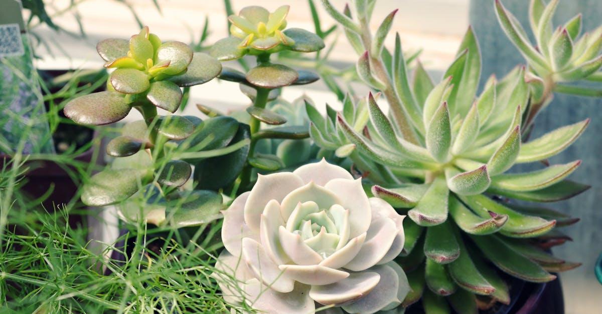 découvrez l'art du terrarium : une miniature de nature qui apporte sérénité et décoration à votre intérieur. apprenez à créer et entretenir votre propre écosystème vibrant.