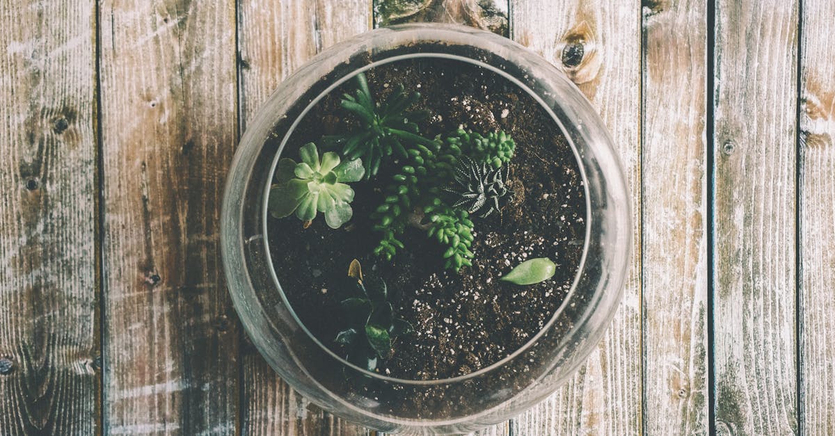 découvrez l'univers fascinant des terrariums ! aménagez un espace verdoyant et apaisant chez vous grâce à nos conseils sur la création et l'entretien de ces écosystèmes miniatures. parfait pour les amoureux des plantes et de la décoration intérieure.