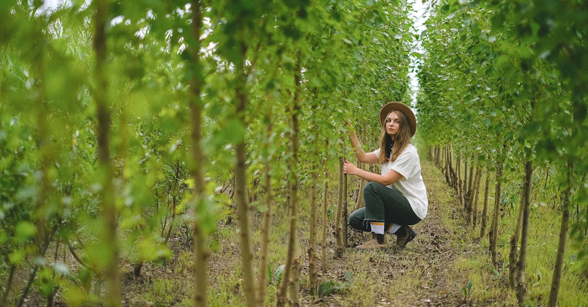 découvrez nos services de maintenance d'arbres pour garantir la santé et la sécurité de votre espace vert. nos experts assurent une taille appropriée, un traitement des maladies et des interventions adaptées pour préserver la beauté et la vitalité de vos arbres.