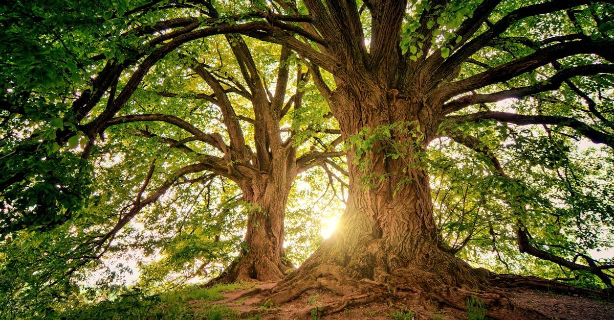 découvrez l'univers fascinant des arbres : leur diversité, leur importance pour l'écosystème, et les bienfaits qu'ils apportent à notre planète et à notre santé. apprenez comment préserver et célébrer ces géants de la nature.