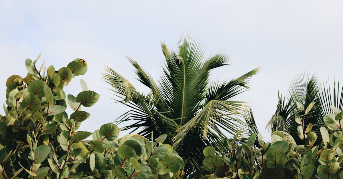 découvrez notre sélection de plantes tropicales exotiques, idéales pour apporter une touche de verdure et d'originalité à votre intérieur. plantes aux couleurs vibrantes et au feuillage luxuriant, parfaites pour égayer votre espace de vie.